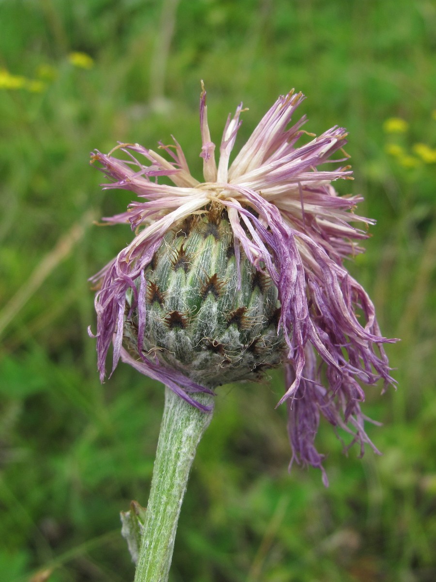 Изображение особи Psephellus leucophyllus.