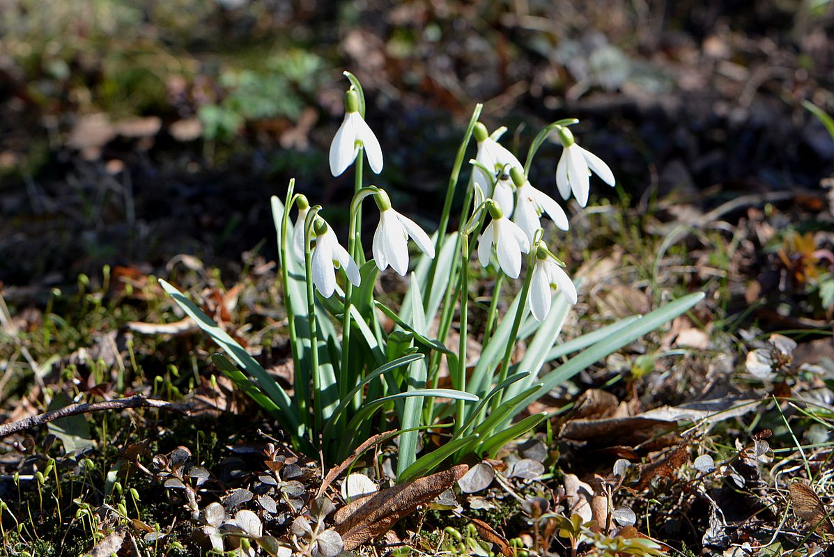 Image of Galanthus nivalis specimen.