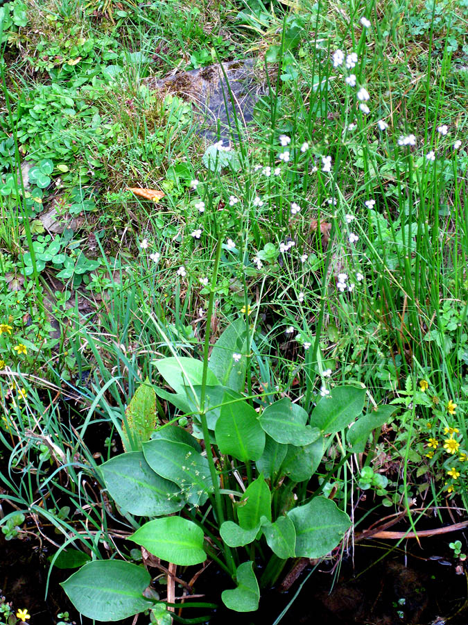 Изображение особи Alisma plantago-aquatica.