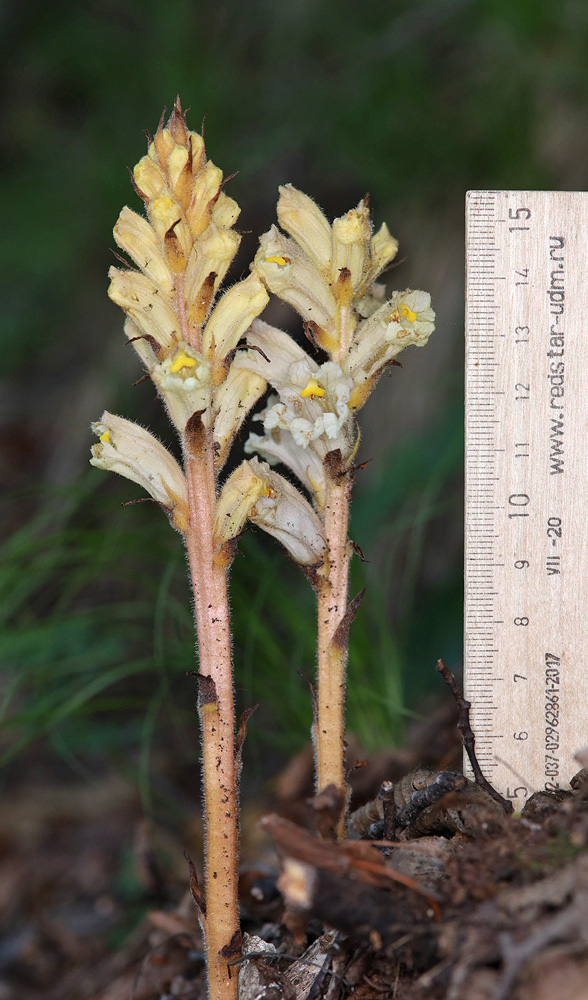 Image of genus Orobanche specimen.