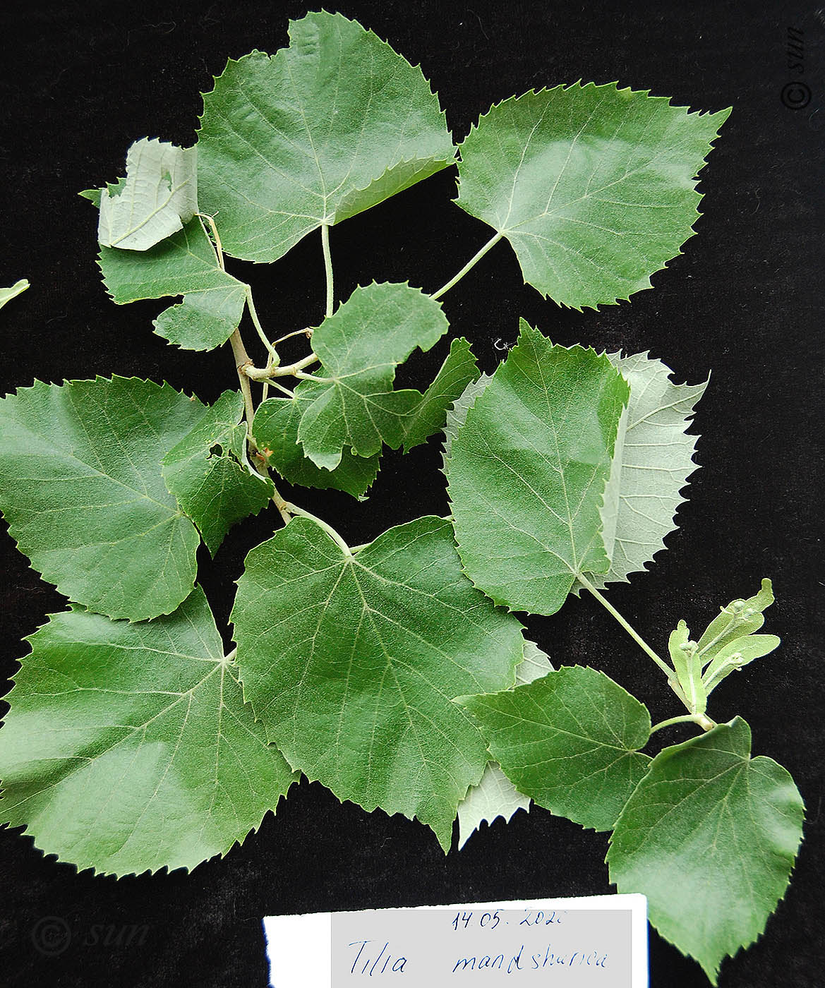 Image of Tilia mandshurica specimen.