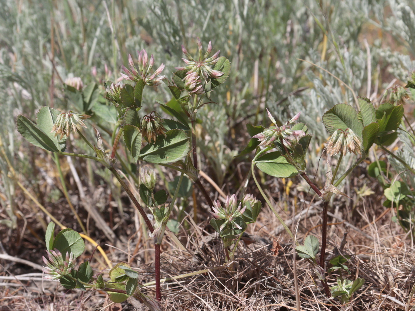 Изображение особи Trifolium angulatum.