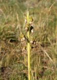 Ligularia altaica