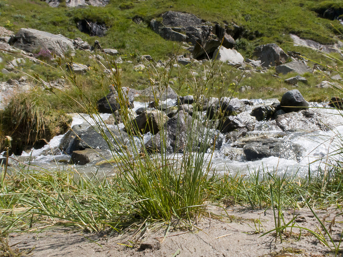 Image of Juncus tenuis specimen.