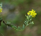 род Alyssum. Цветущее и плодоносящее растение. Дагестан, Гергебильский р-н, долина р. Казикумухское койсу северо-восточнее Хаджалмахи. 23.04.2010.