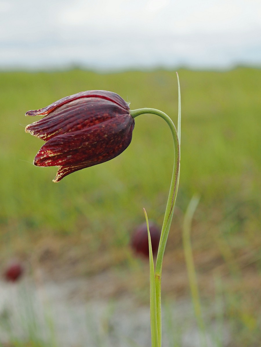 Изображение особи Fritillaria meleagroides.