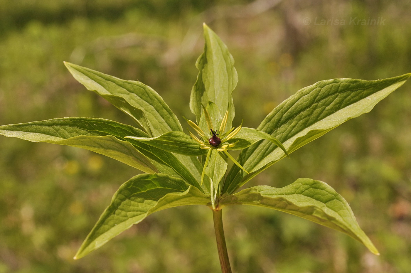 Image of Paris verticillata specimen.