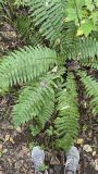 Dryopteris crassirhizoma. Взрослое растение. Хабаровский край, г. Комсомольск-на-Амуре, памятник природы краевого значения «Силинский лес». 06.09.2021.