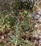 Helichrysum sanguineum