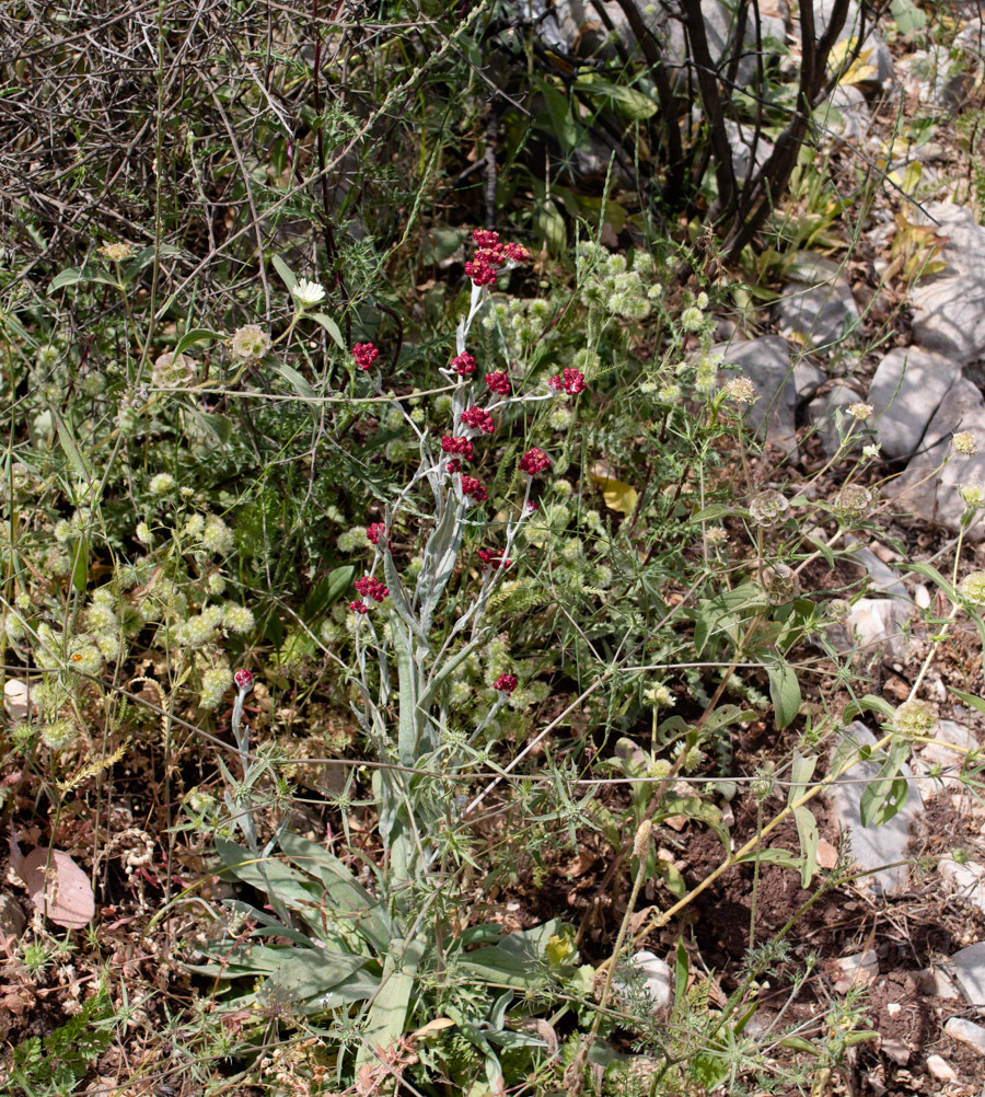 Image of Helichrysum sanguineum specimen.