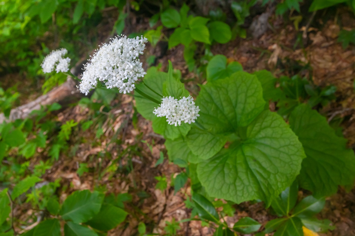 Image of Valeriana alliariifolia specimen.