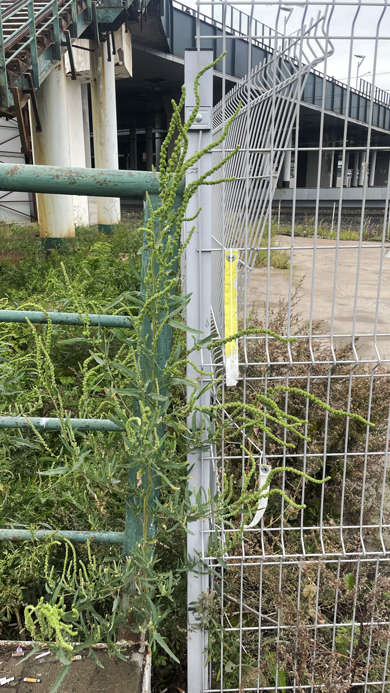 Image of genus Amaranthus specimen.