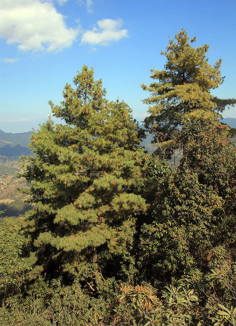 Image of genus Pinus specimen.