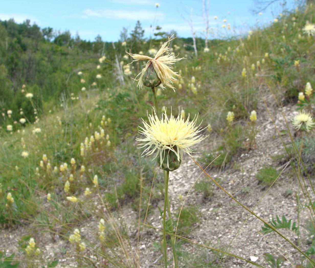 Изображение особи Rhaponticoides ruthenica.