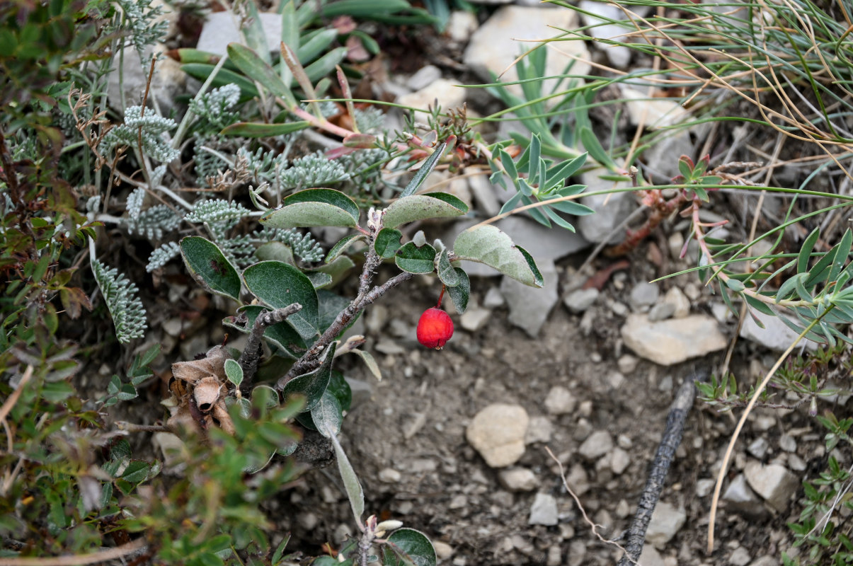 Image of Cotoneaster integerrimus specimen.