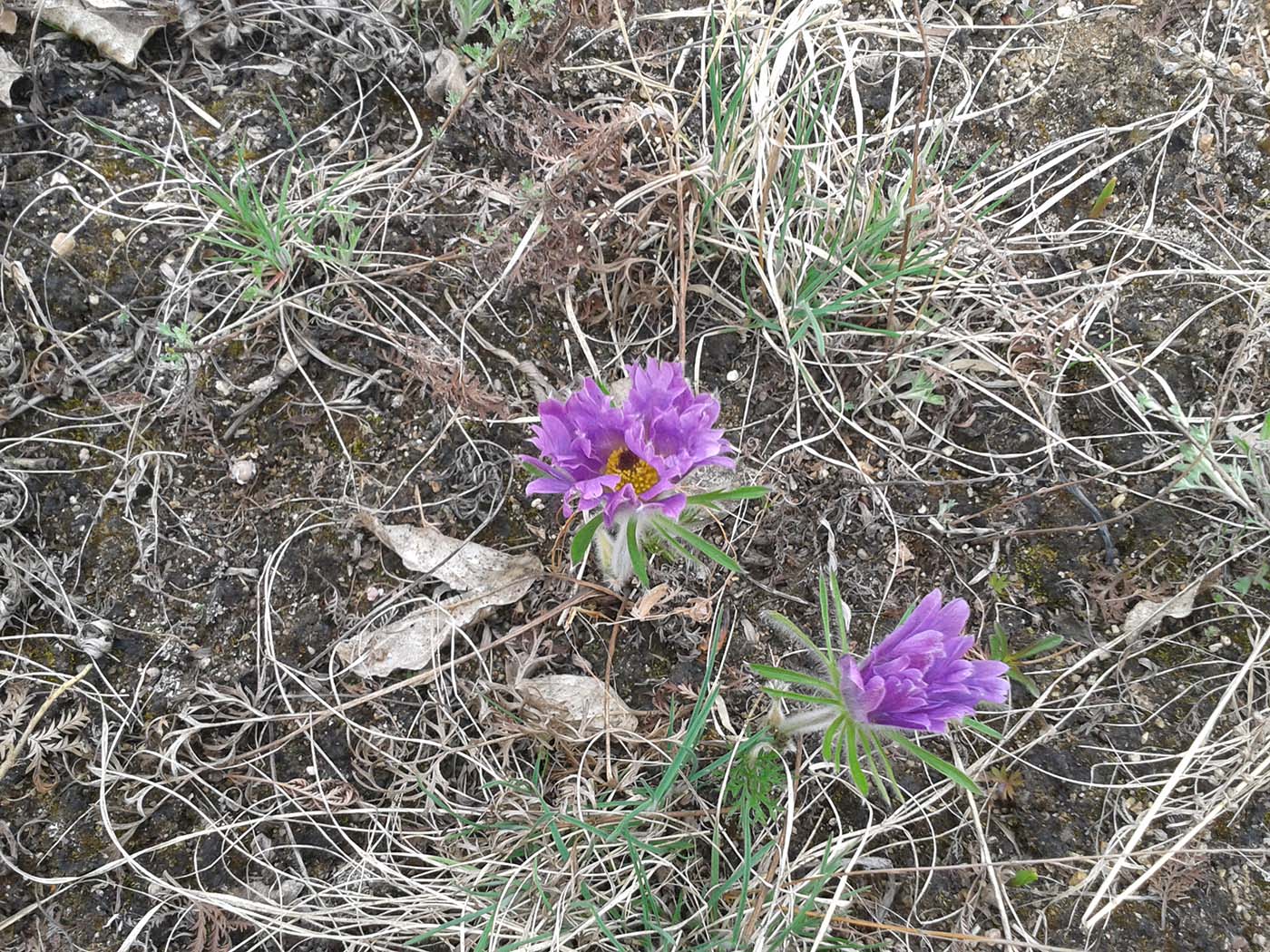 Изображение особи Pulsatilla archarensis.