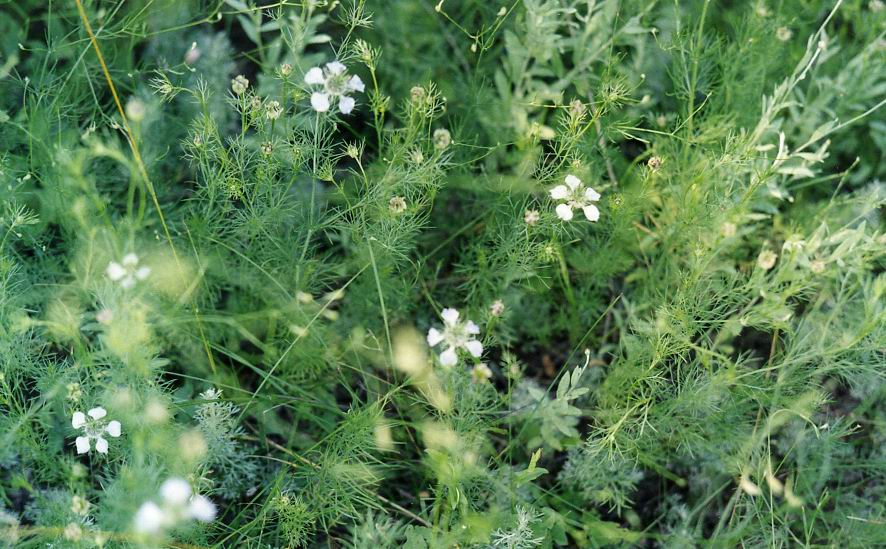 Image of Nigella arvensis specimen.