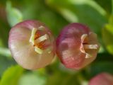 Vaccinium myrtillus. Цветки. Тверская обл., Кимрский р-н, окр. дер. Клетино, сосново-еловый бор. 26.05.2022.