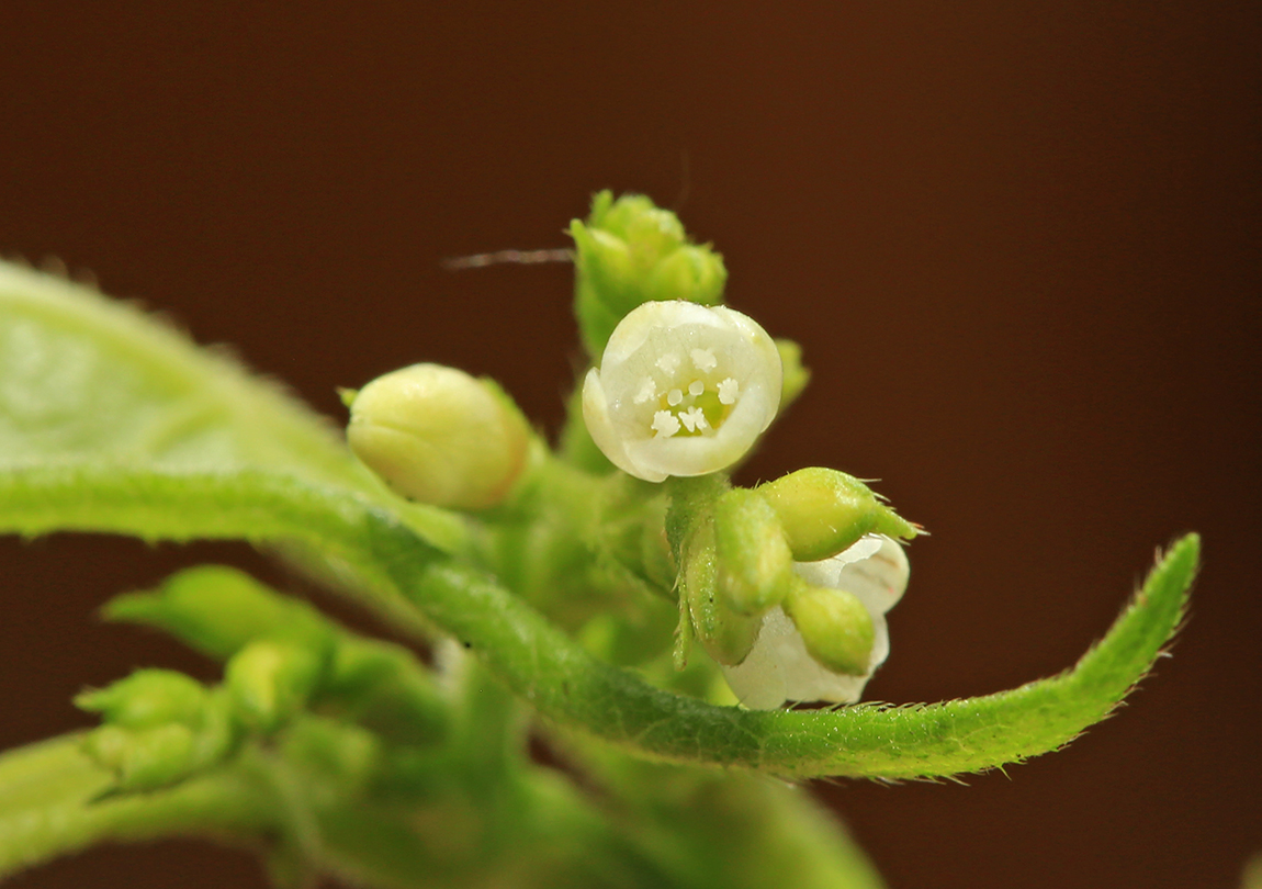 Изображение особи Truellum arifolium.