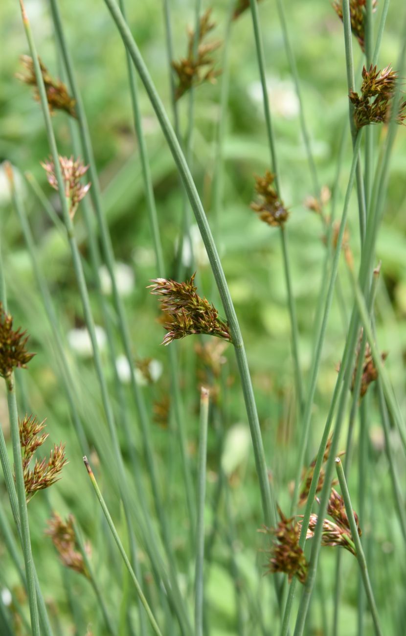 Image of Juncus inflexus specimen.