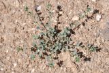 Andrachne rotundifolia. Цветущее растение. Узбекистан, Каракалпакия, хр. Султан-Уиздаг, щебнистый склон. 8 апреля 2023 г.