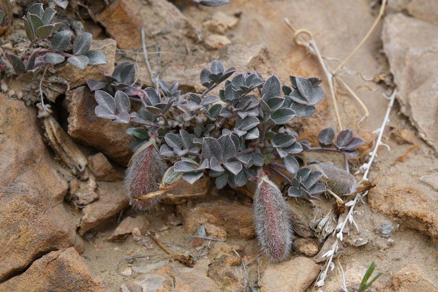 Изображение особи Astragalus subbijugus.