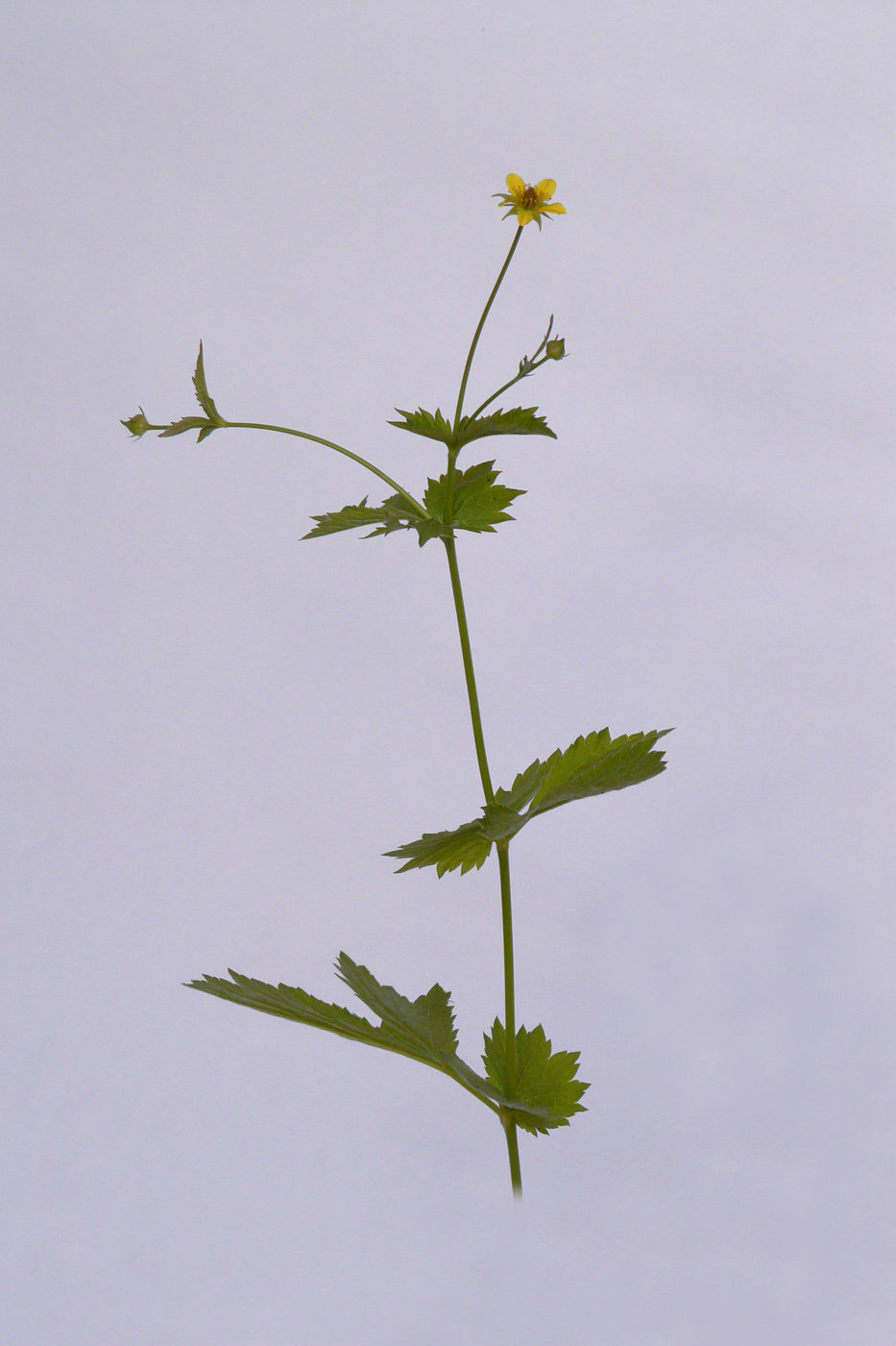 Image of Geum urbanum specimen.