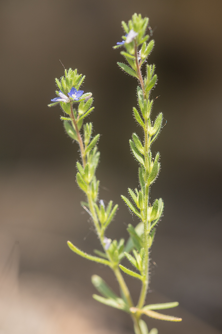 Image of Veronica dillenii specimen.