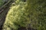 Смотреть изображение Saxifraga cymbalaria