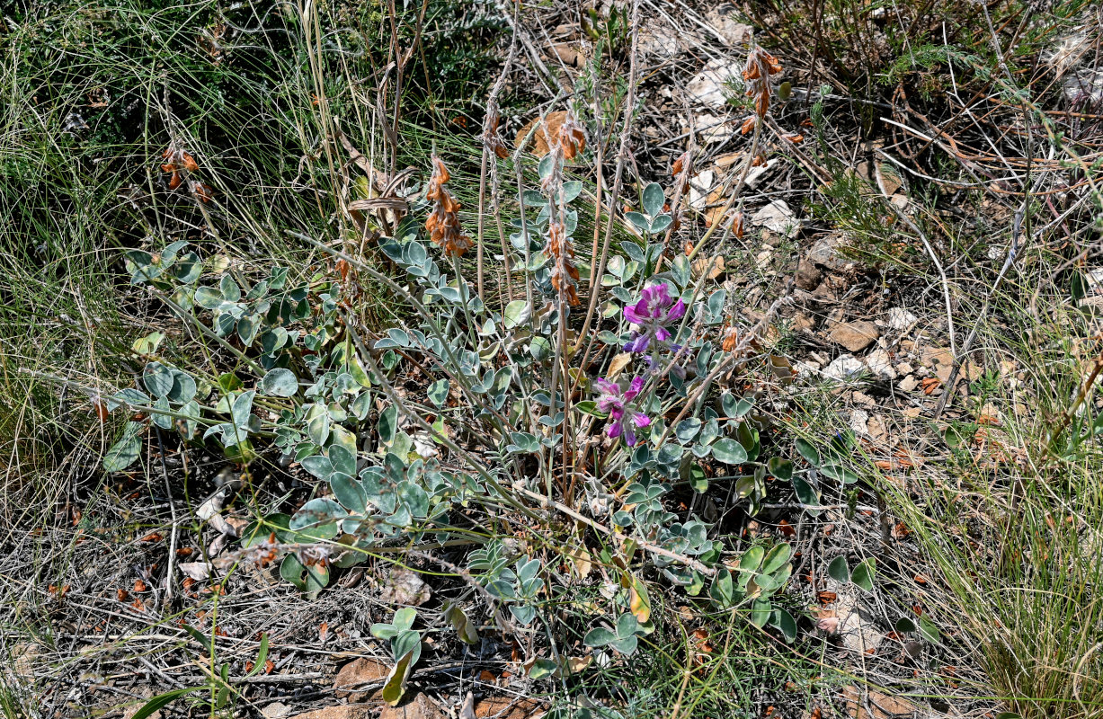 Изображение особи Hedysarum argyrophyllum.