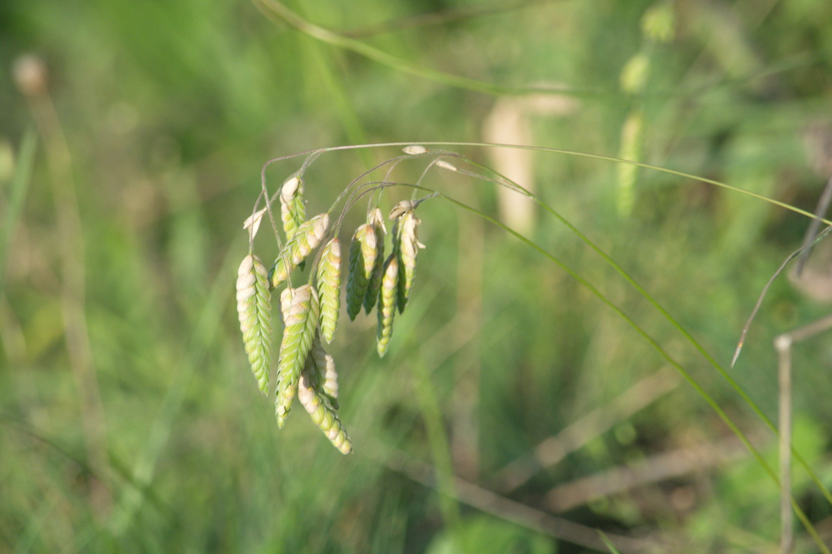 Изображение особи Bromus briziformis.