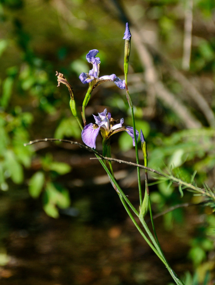 Image of Iris setosa specimen.