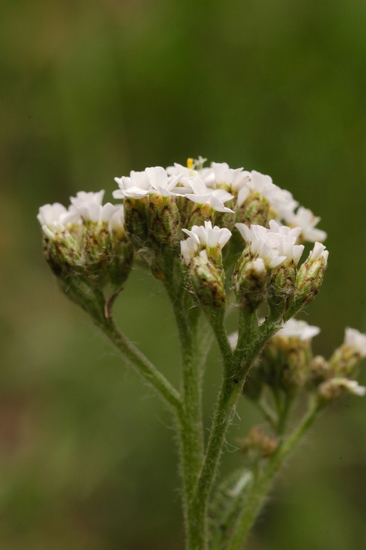 Изображение особи Achillea kuprijanovii.