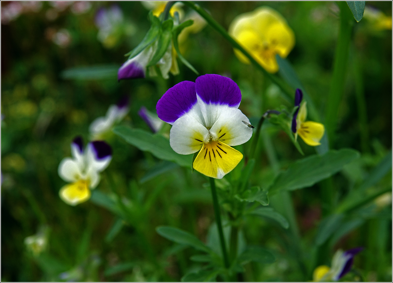 Image of Viola wittrockiana specimen.