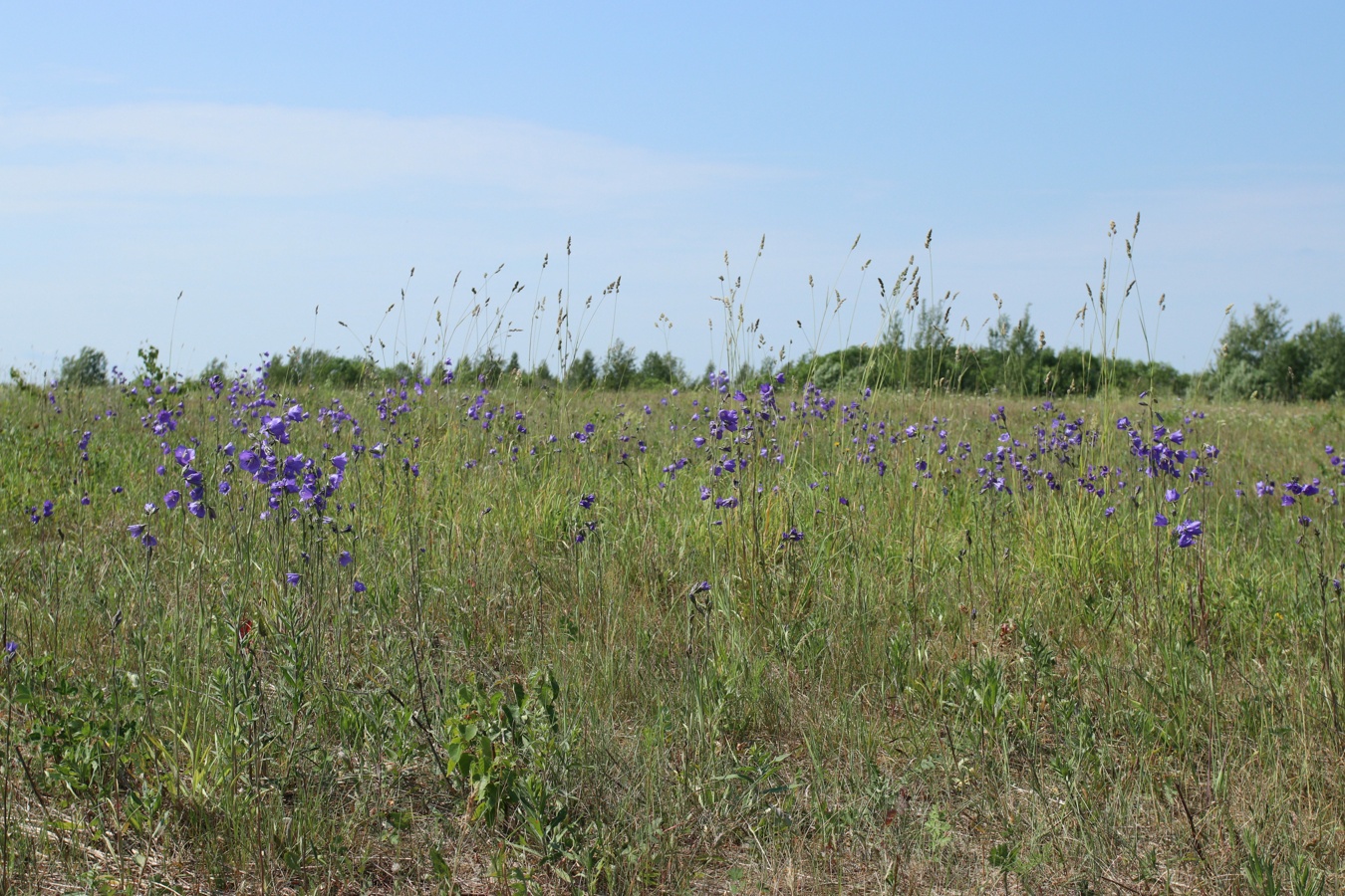 Image of Campanula persicifolia specimen.