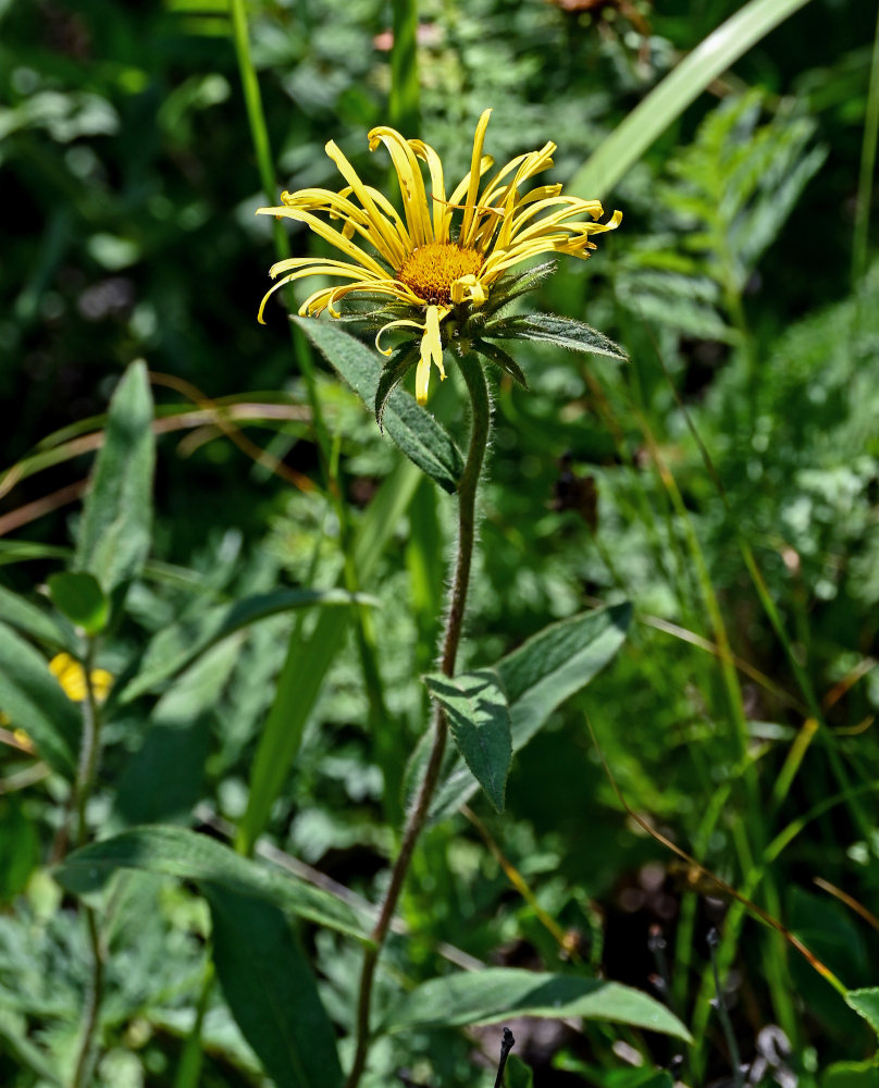 Image of Inula hirta specimen.