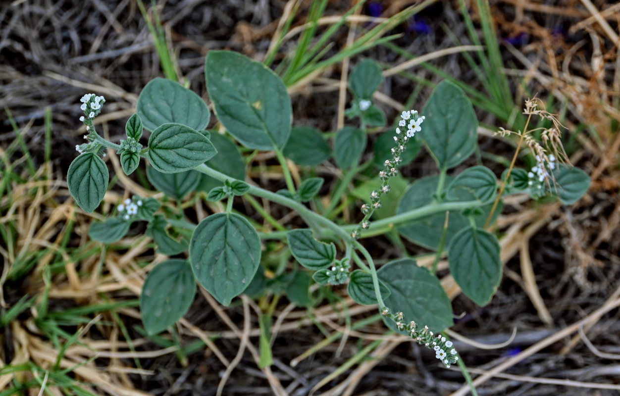 Изображение особи Heliotropium europaeum.