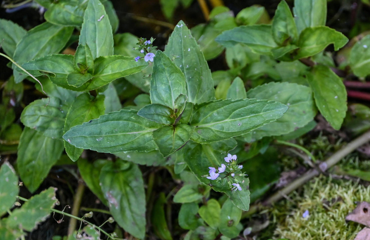 Image of Veronica americana specimen.