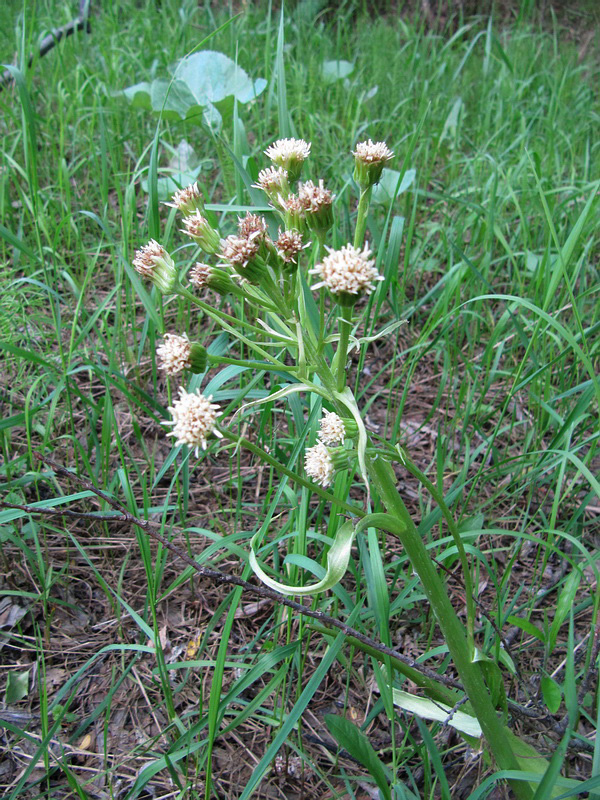 Image of Petasites spurius specimen.