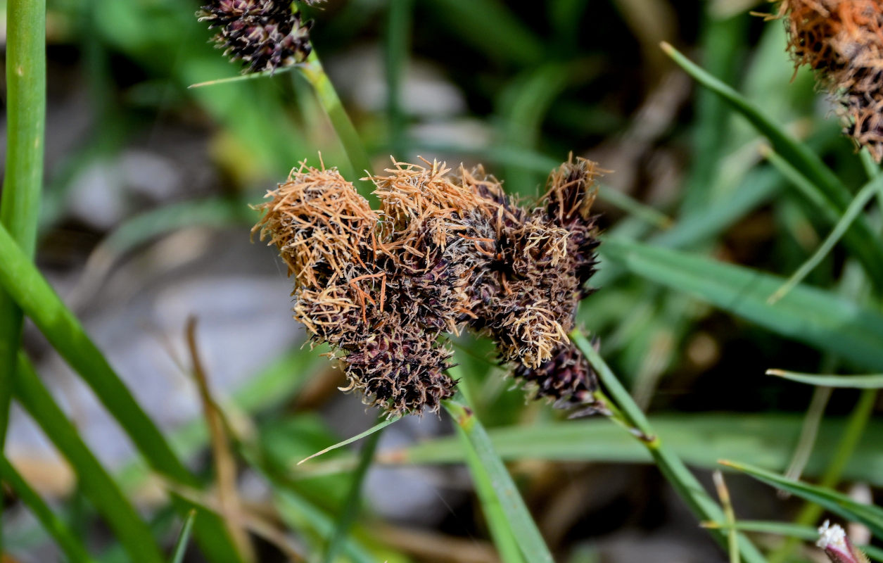 Изображение особи Carex melanantha.