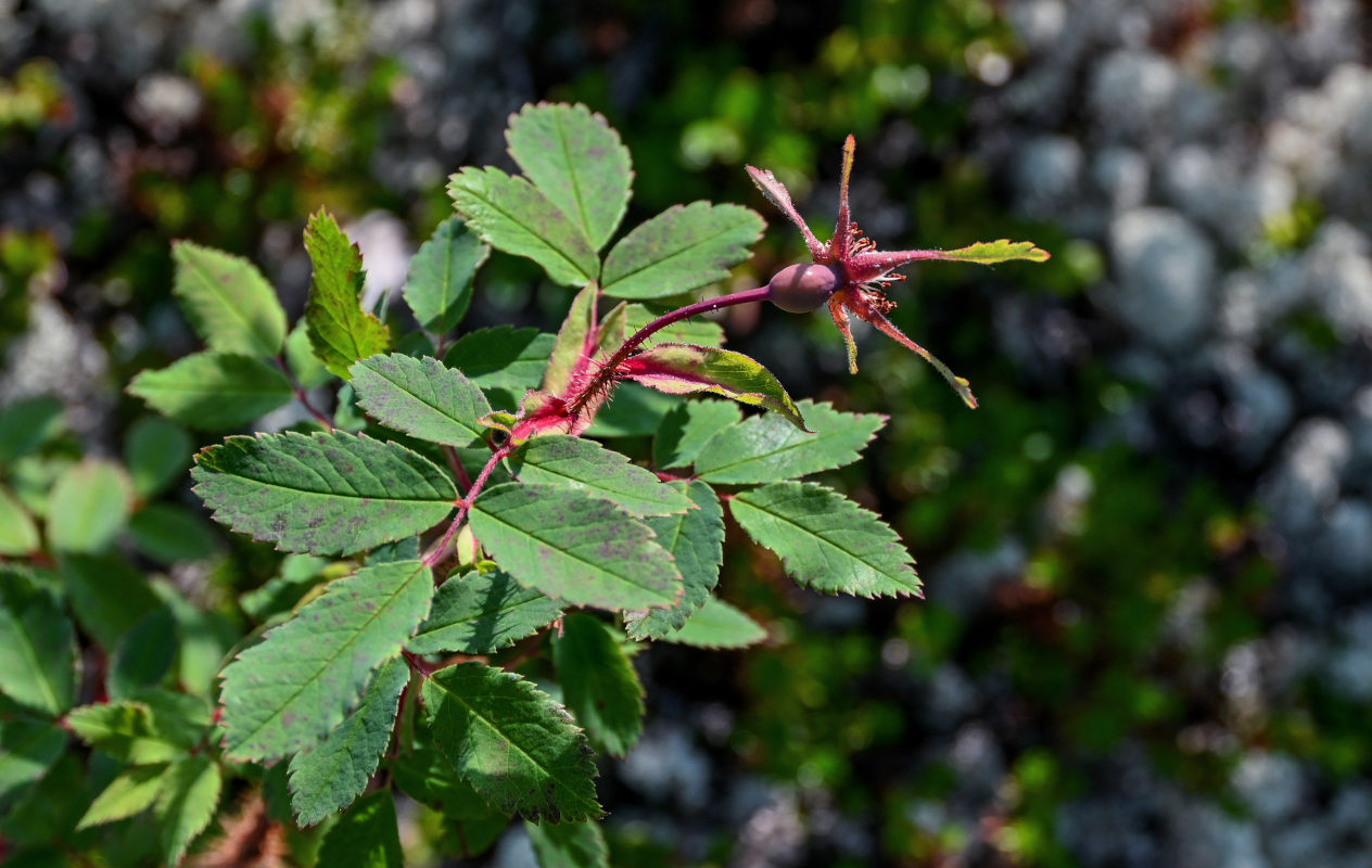 Image of Rosa acicularis specimen.