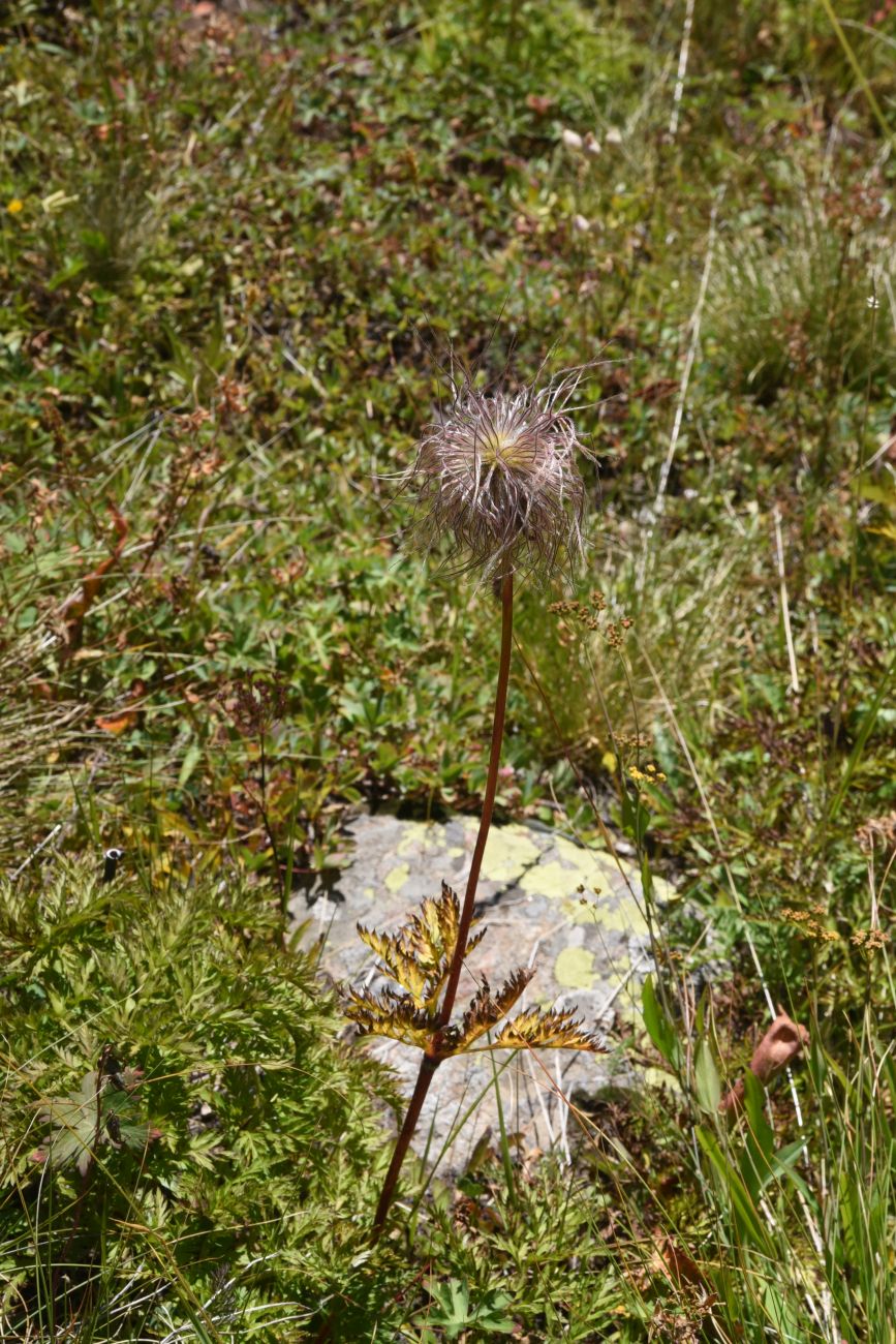 Изображение особи род Pulsatilla.