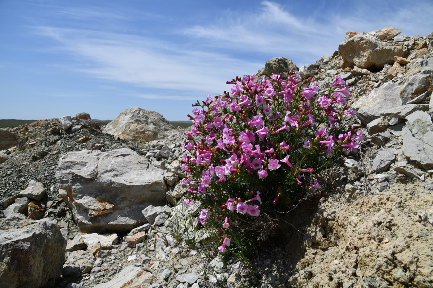 Image of Niedzwedzkia semiretschenskia specimen.