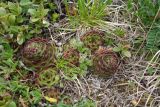 Sempervivum caucasicum. Вегетирующее растение. Адыгея, Майкопский р-н, плато Лаго-Наки, окр. оз. Псенодах, ≈ 1950 м н.у.м., субальпийский луг. 08.06.2024.