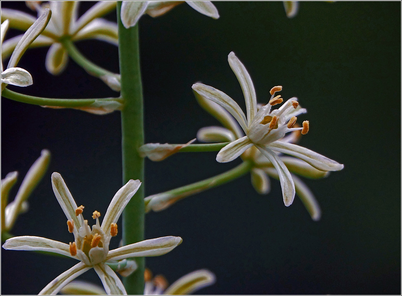 Image of genus Ornithogalum specimen.