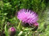 Cirsium kusnezowianum