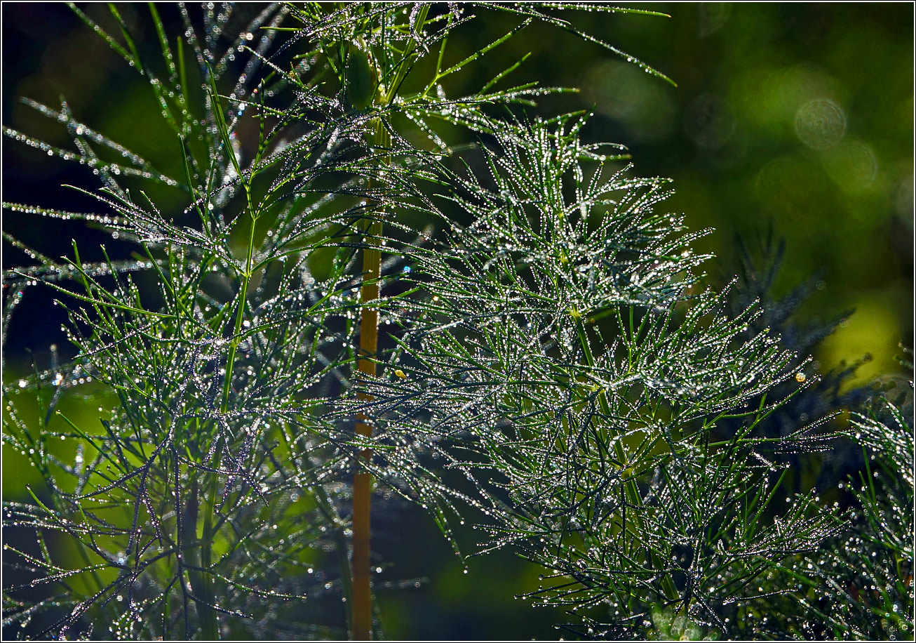 Изображение особи Anethum graveolens.