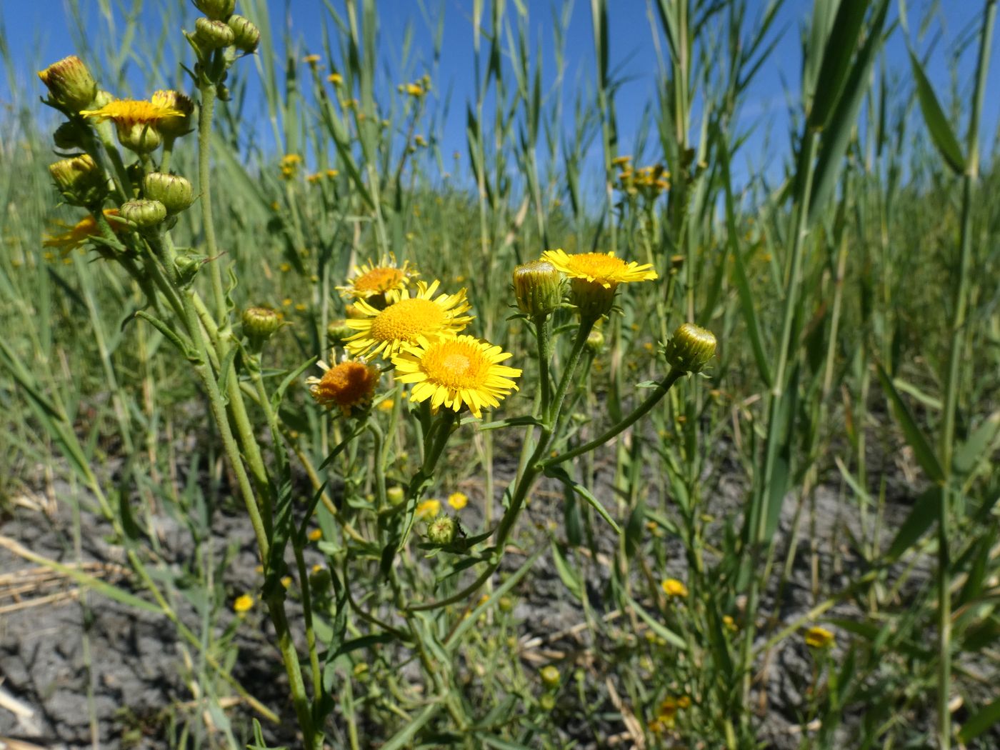 Image of Inula caspica specimen.