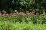 Echinacea purpurea