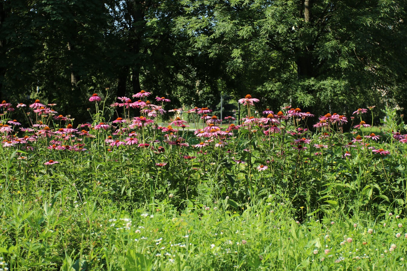 Изображение особи Echinacea purpurea.